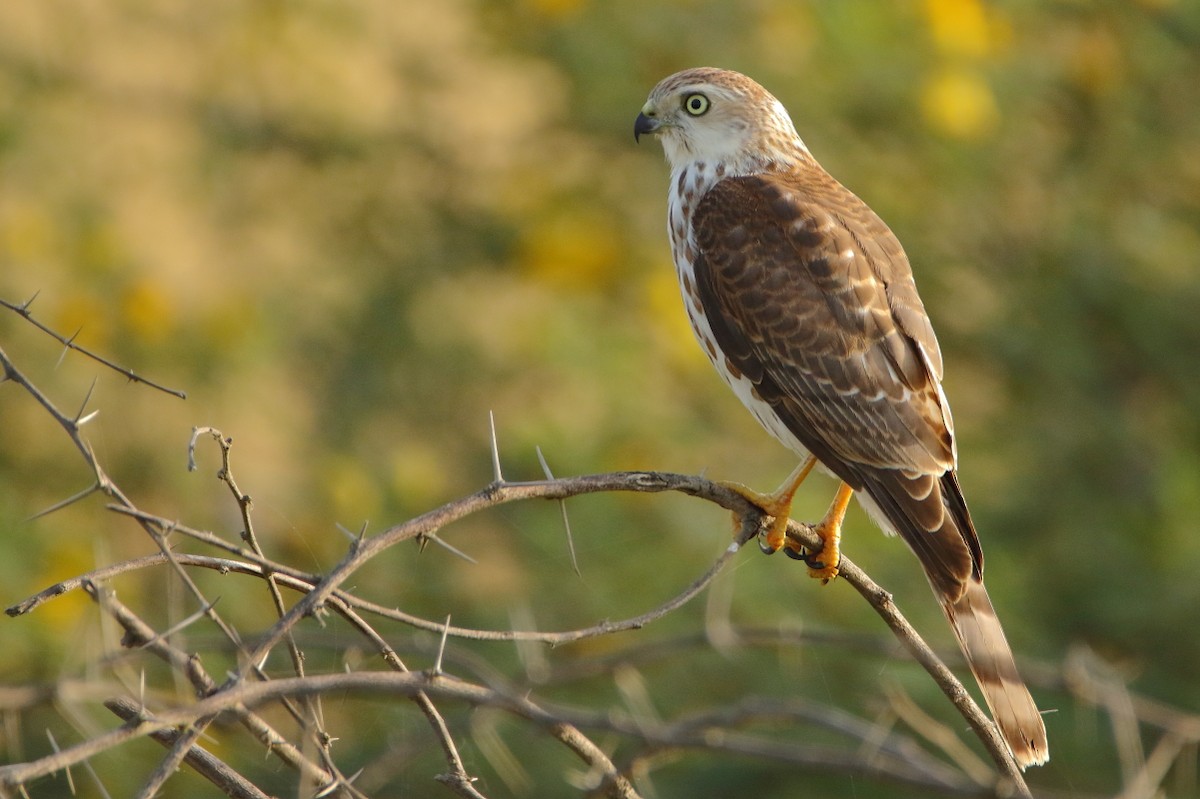 Shikra - ML641905747