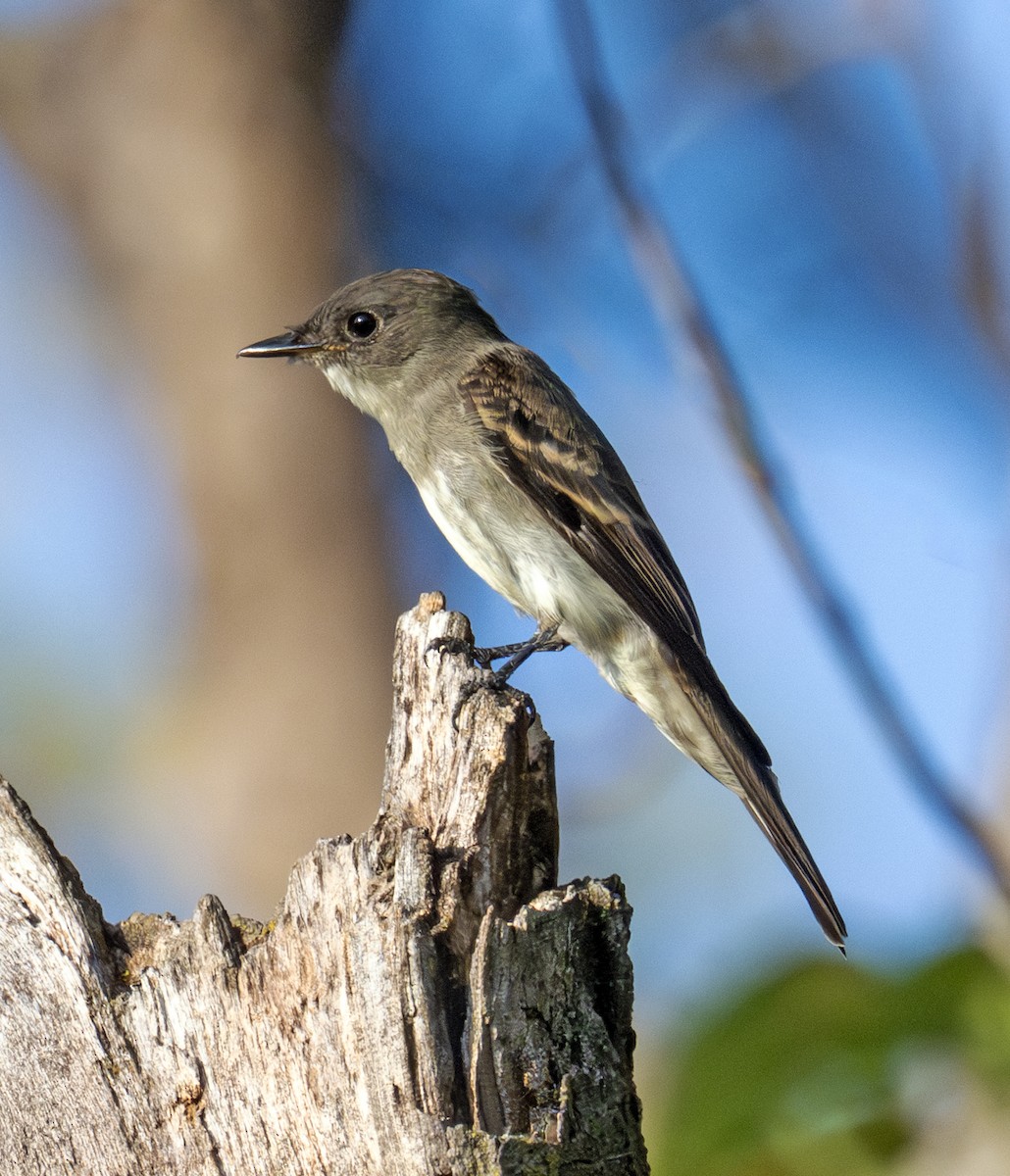 Eastern Wood-Pewee - ML641905748