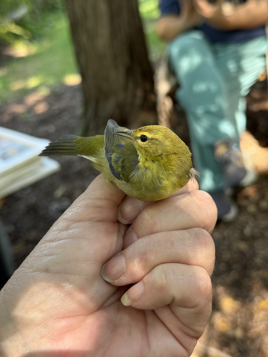 Tennessee Warbler - ML641905750