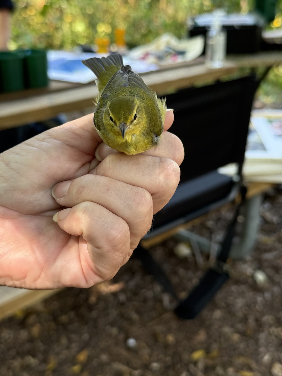 Tennessee Warbler - ML641905751