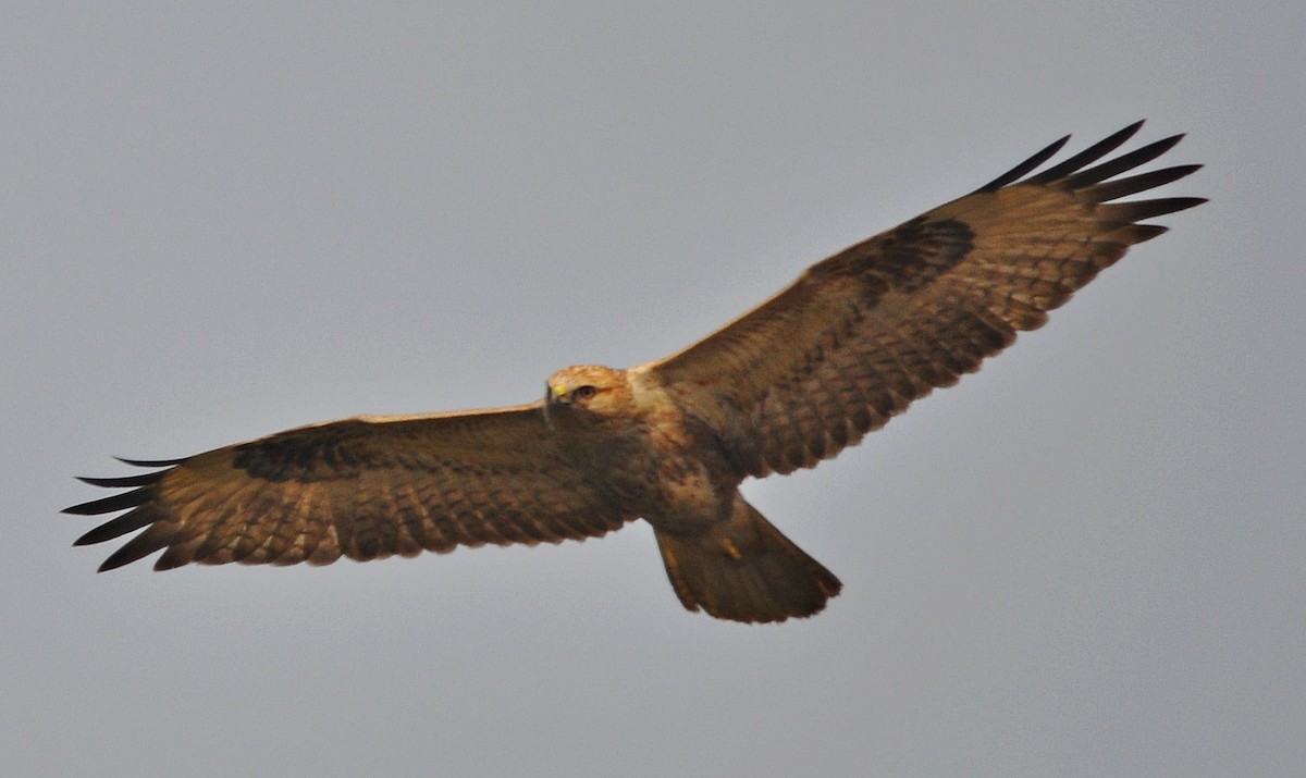 Adlerbussard - ML641905758