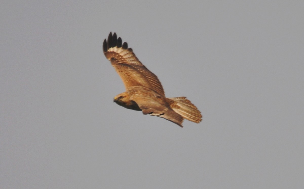 Adlerbussard - ML641905759