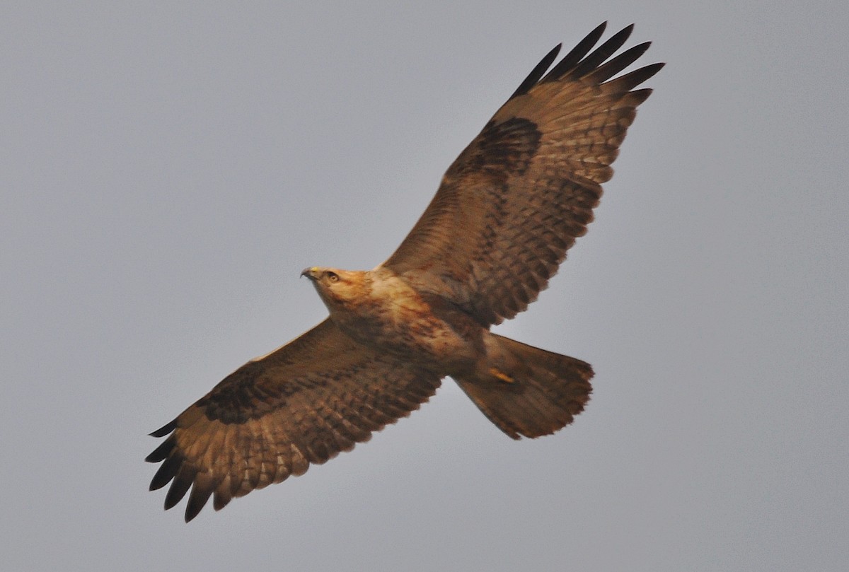 Adlerbussard - ML641905760