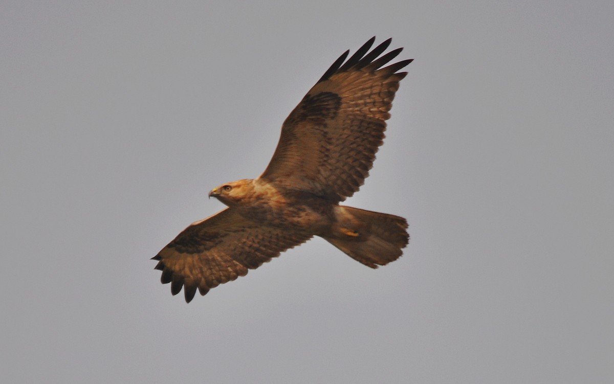 Adlerbussard - ML641905761
