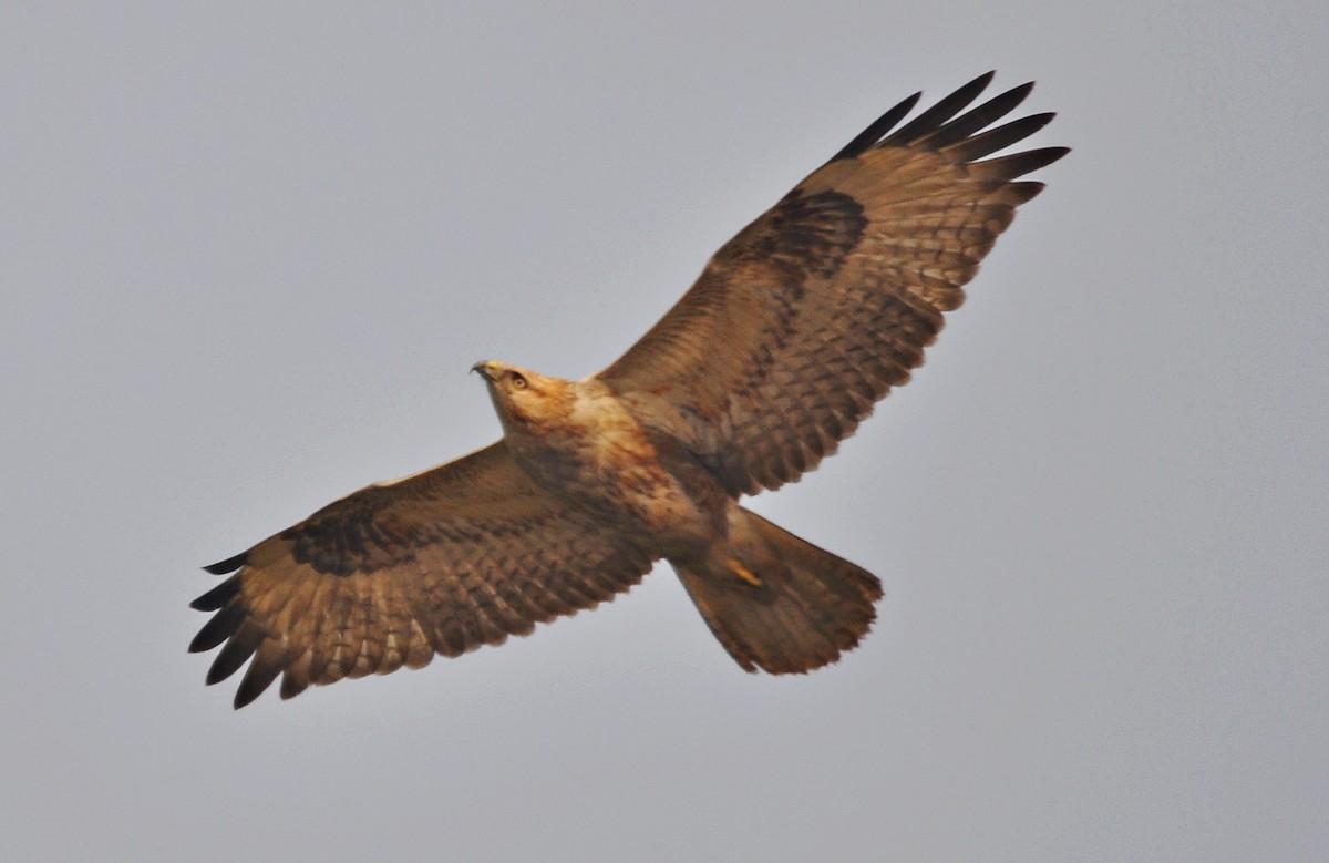 Adlerbussard - ML641905762