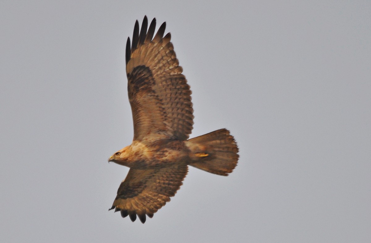 Adlerbussard - ML641905763