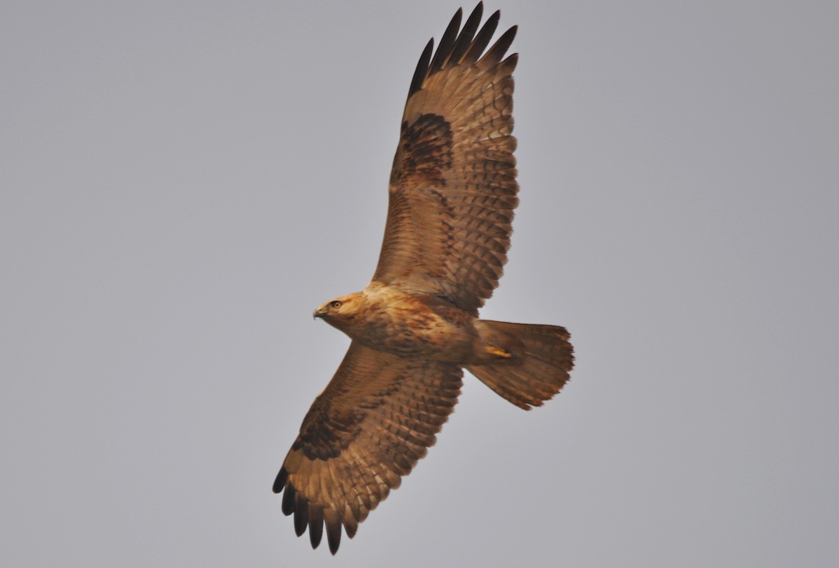 Adlerbussard - ML641905764