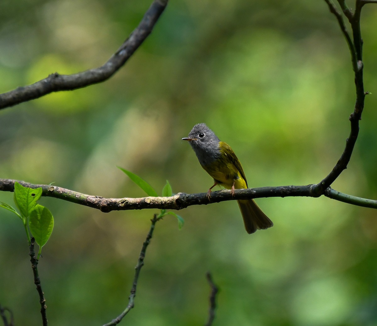 Gray-headed Canary-Flycatcher - ML641905767