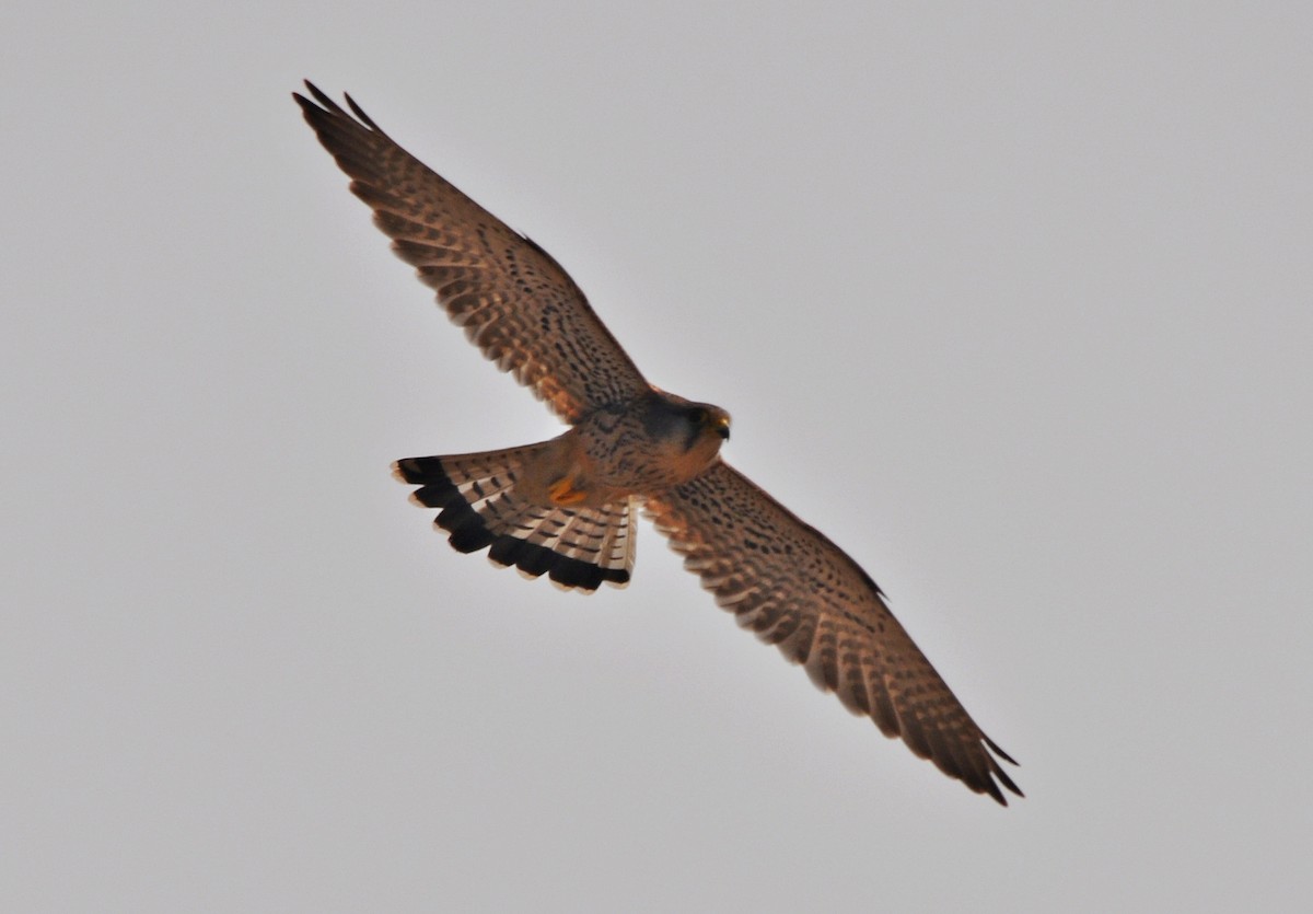 Turmfalke - ML641905782