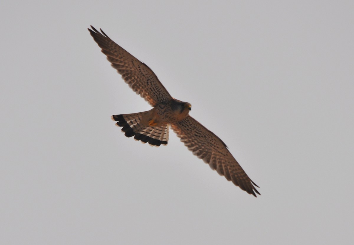 Turmfalke - ML641905783