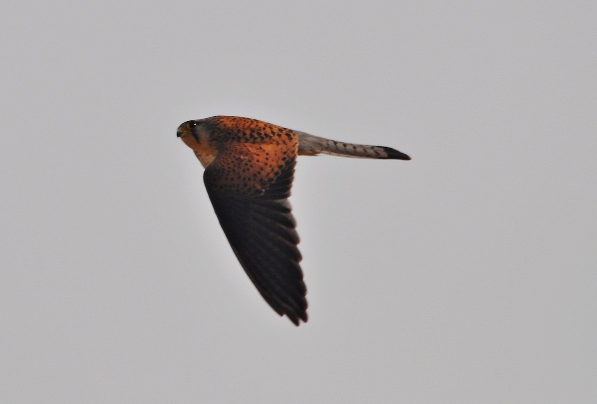 Turmfalke - ML641905784