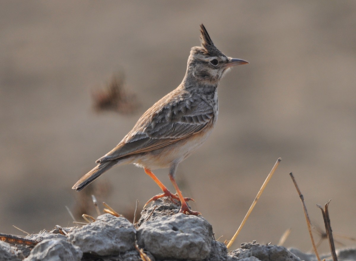 Crested Lark - ML641905792