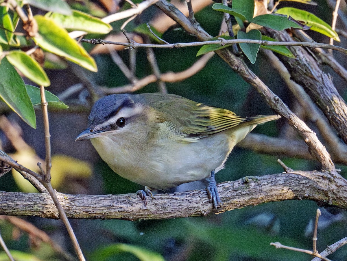 Red-eyed Vireo - ML641905799