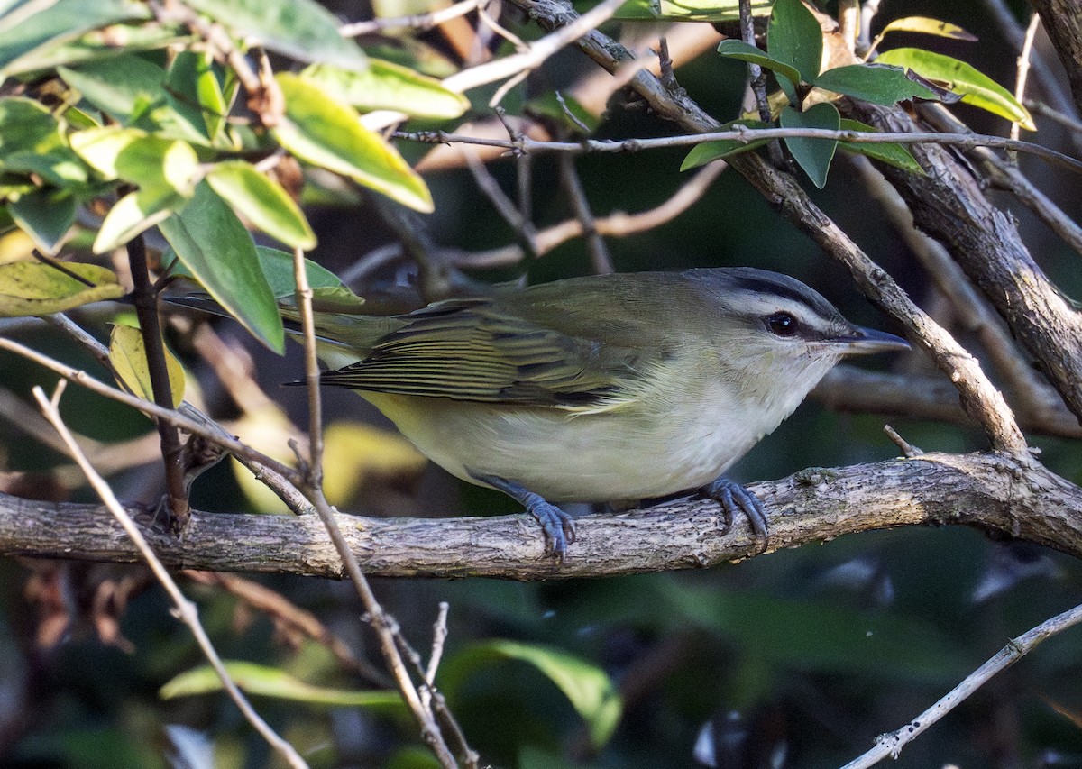 Red-eyed Vireo - ML641905800