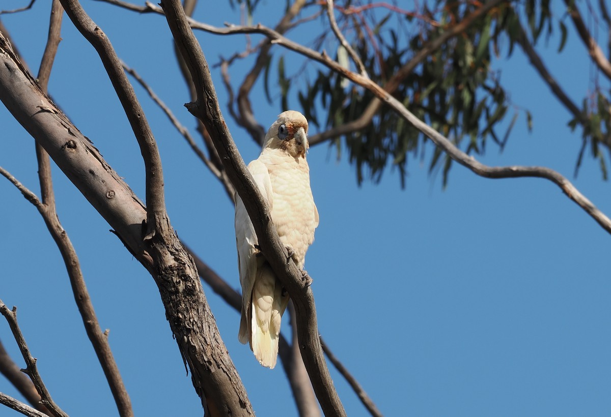 Western Corella - ML641905801