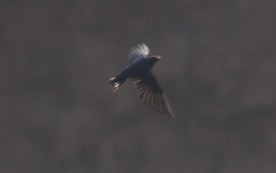 Dusky Crag-Martin - ML641905802