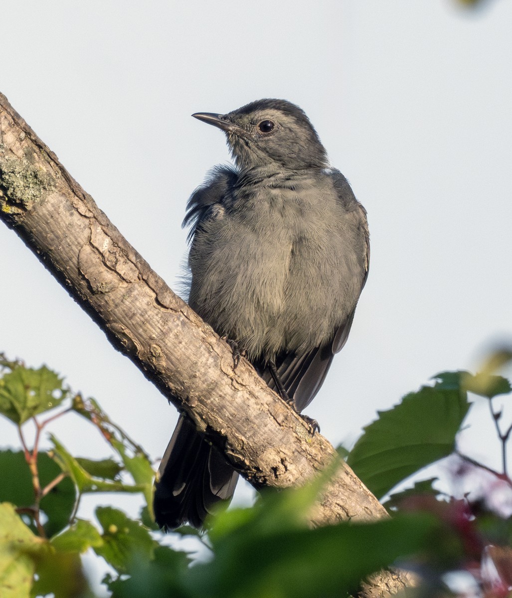 Gray Catbird - ML641905812