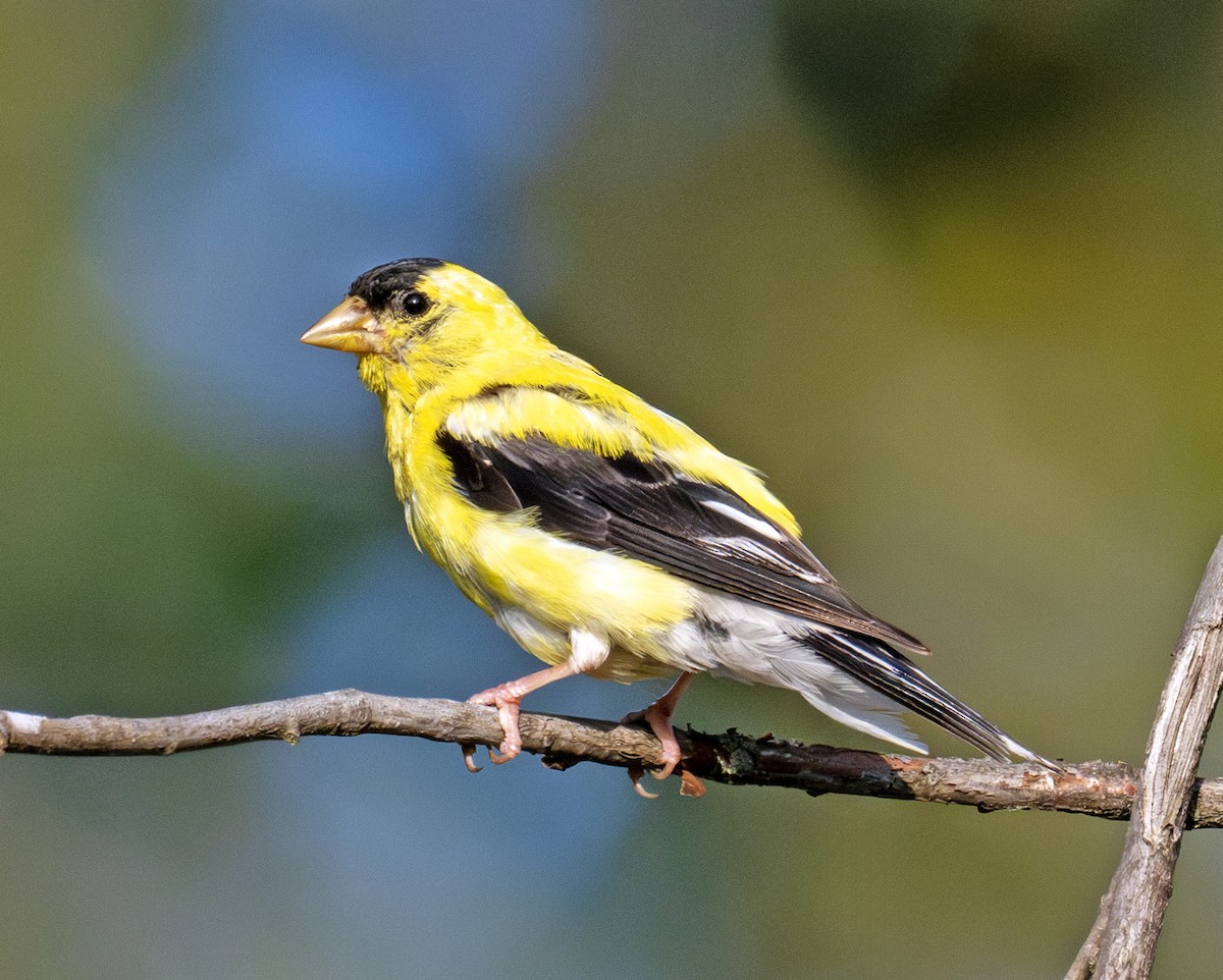American Goldfinch - ML641905816