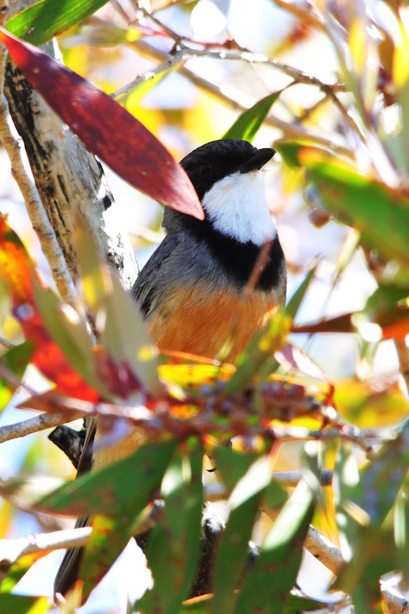 Rufous Whistler - ML641905817