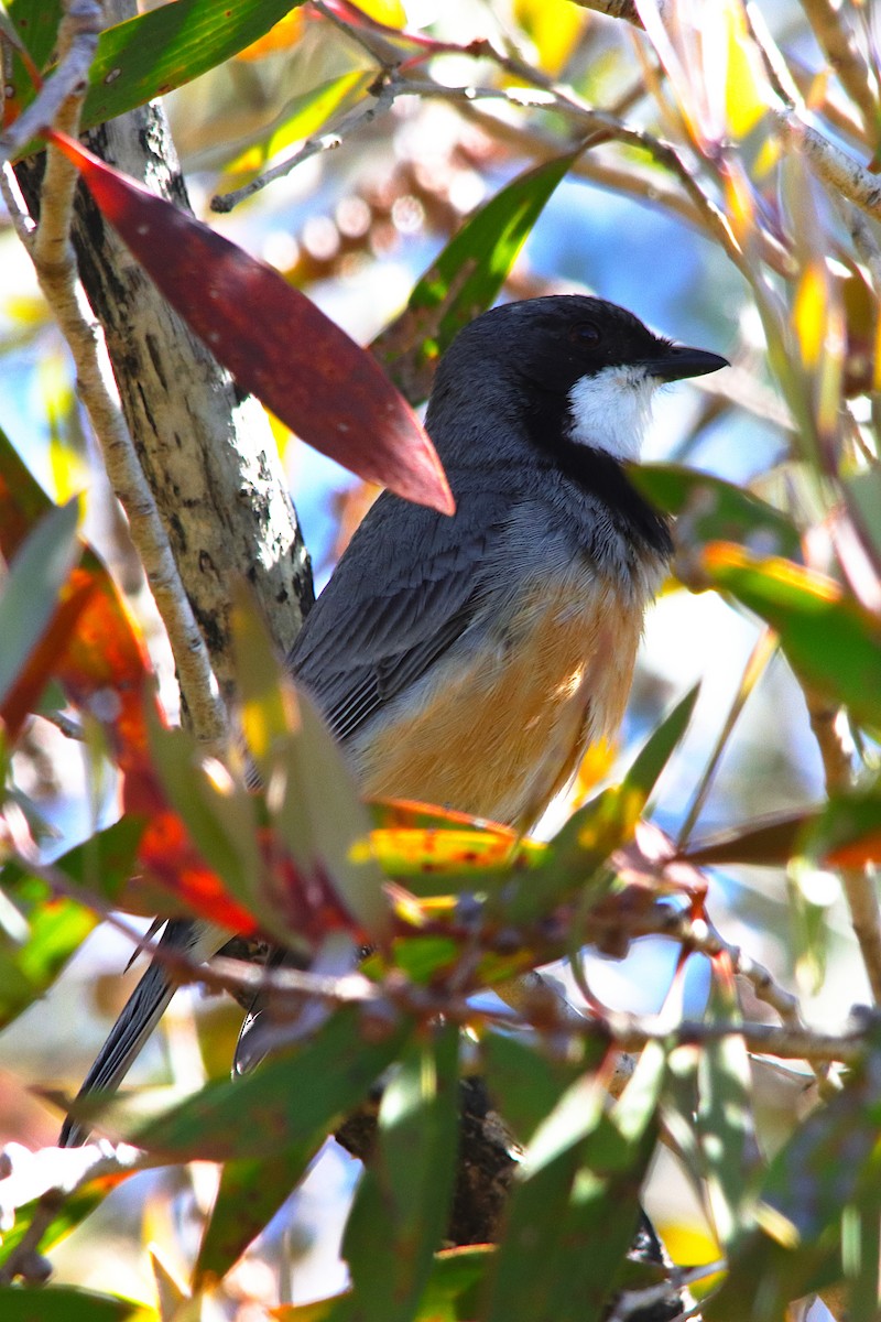 Rufous Whistler - ML641905818