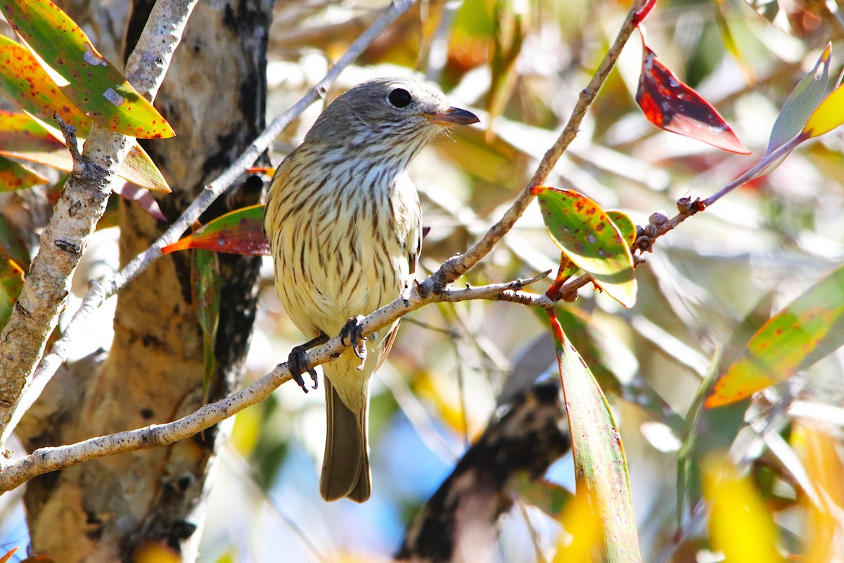 White-cheeked Honeyeater - ML641905819