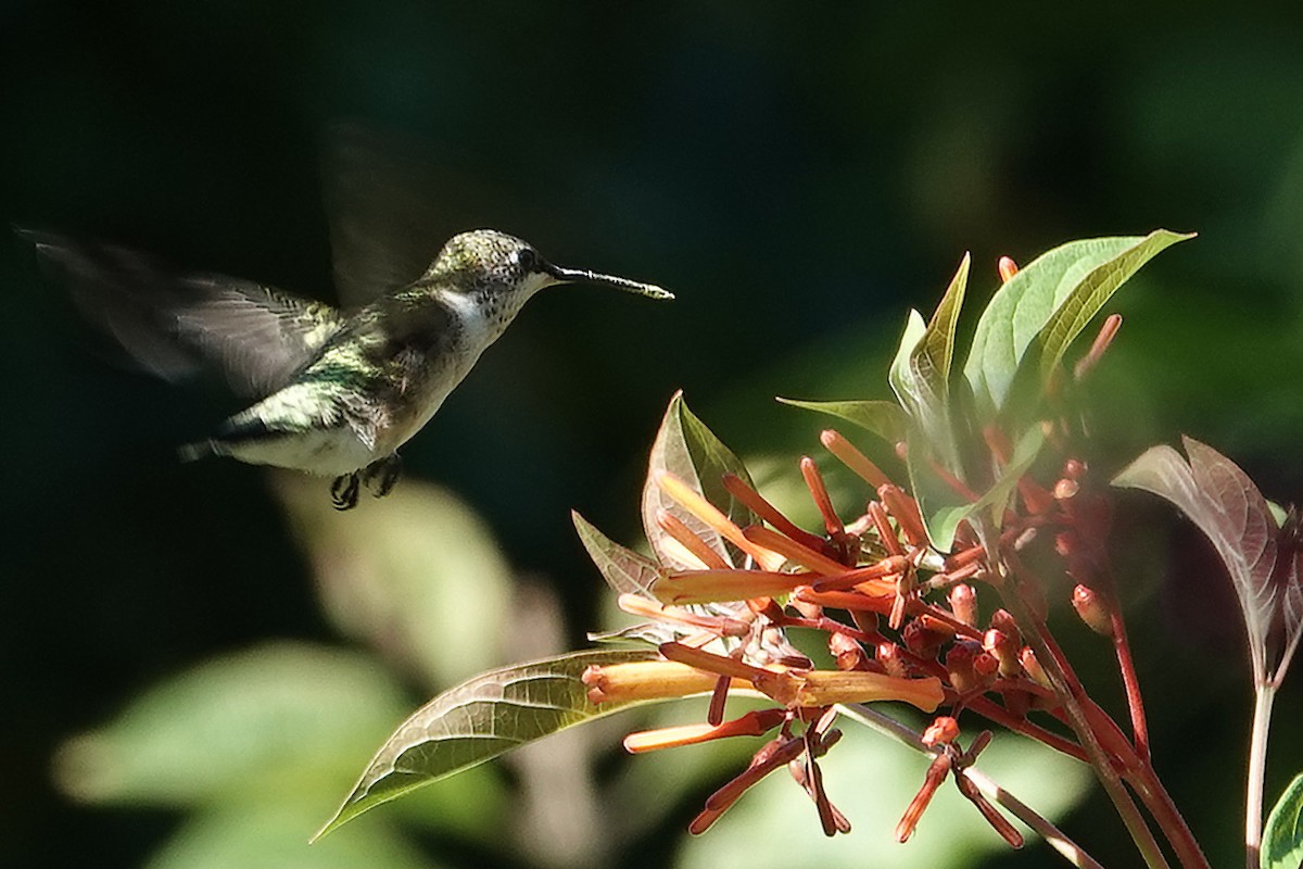 Ruby-throated Hummingbird - ML641905821