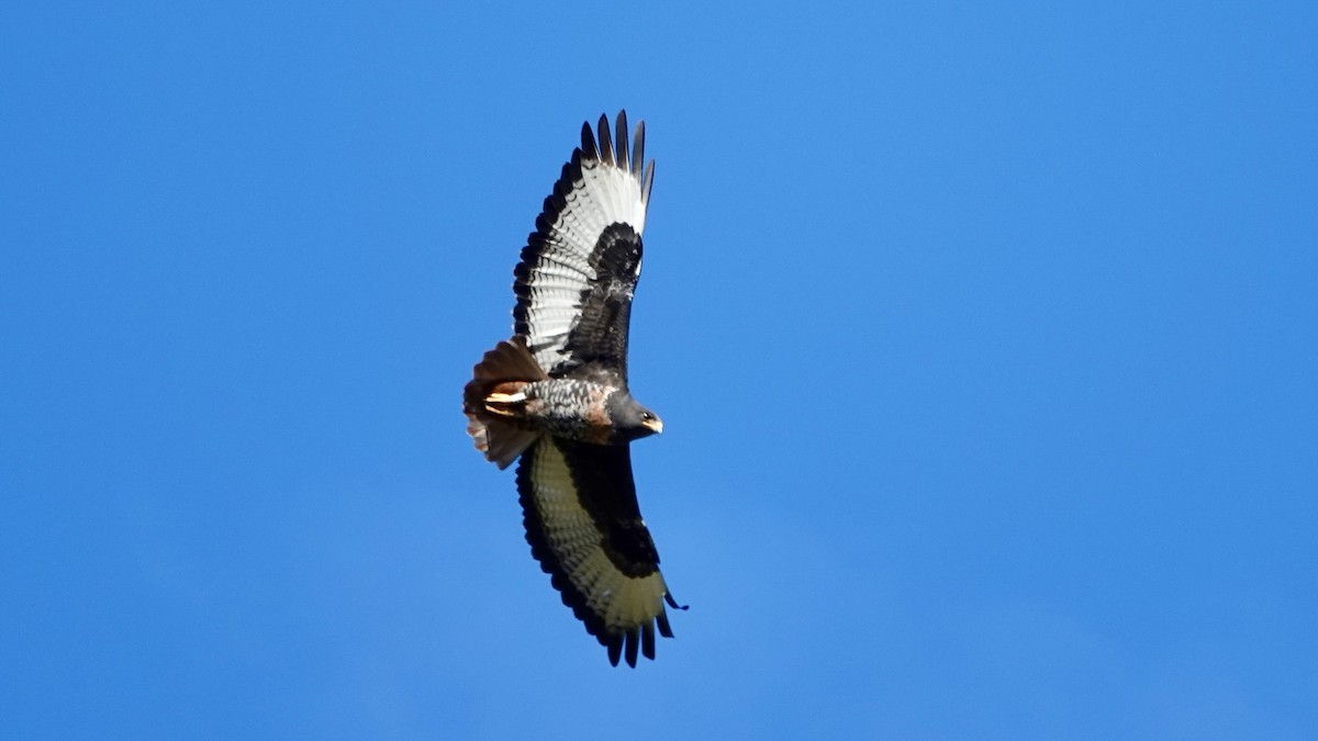Jackal Buzzard - ML641905822