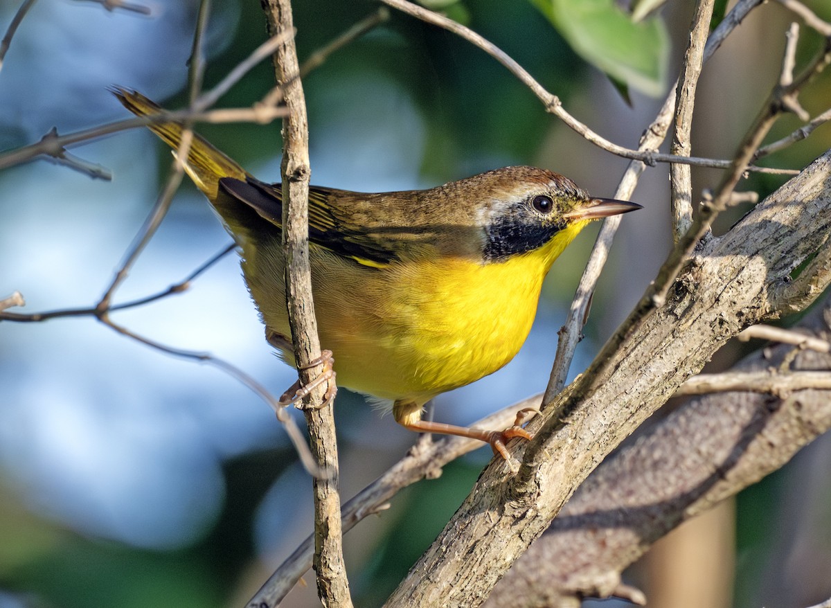 Common Yellowthroat - ML641905823