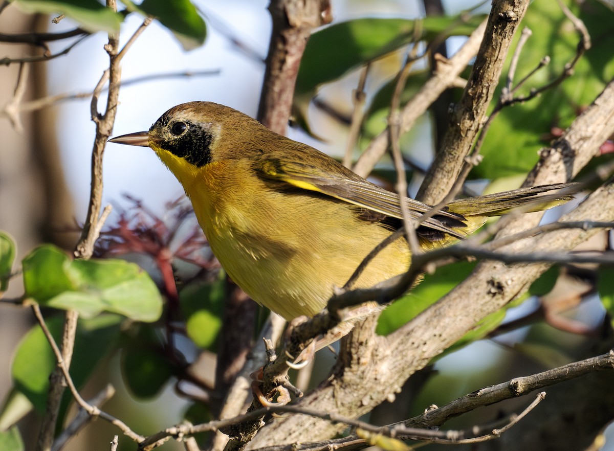 Common Yellowthroat - ML641905825