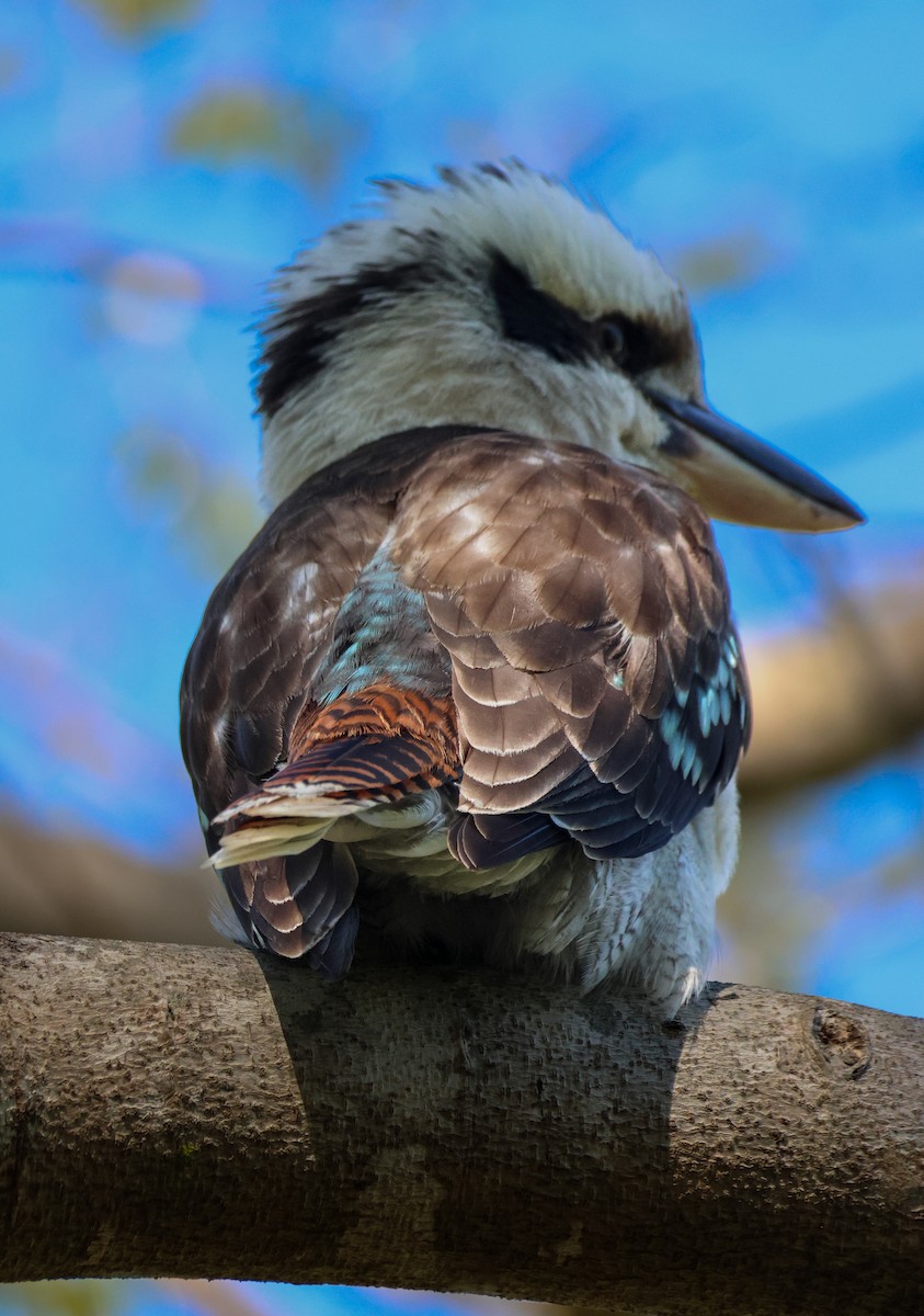 Laughing Kookaburra - ML641905826