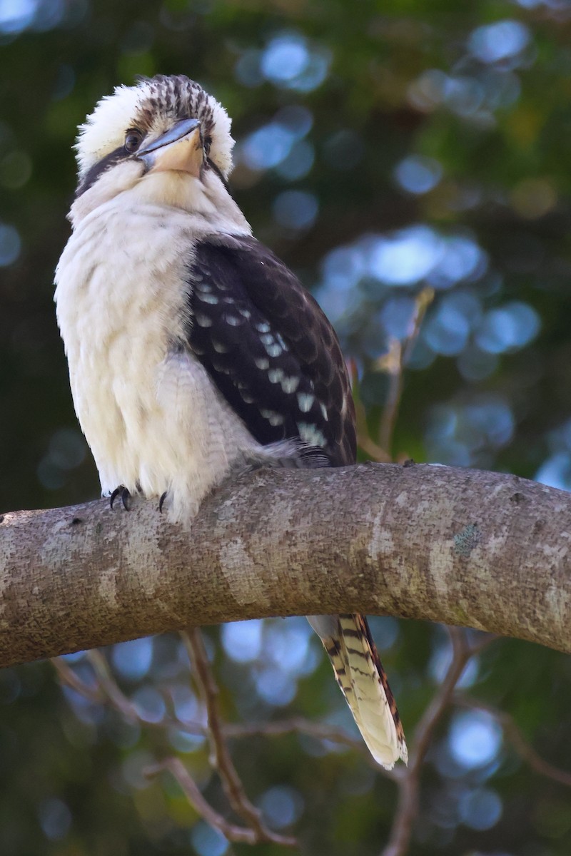 Laughing Kookaburra - ML641905827