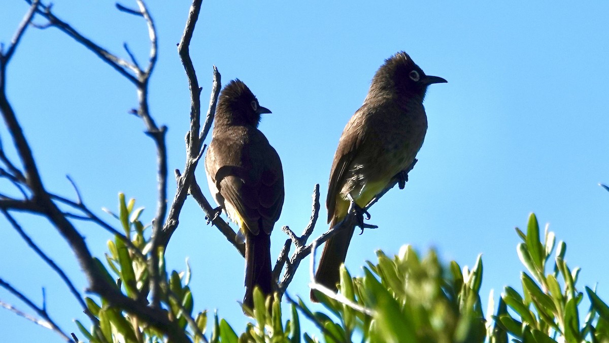 Cape Bulbul - ML641905828