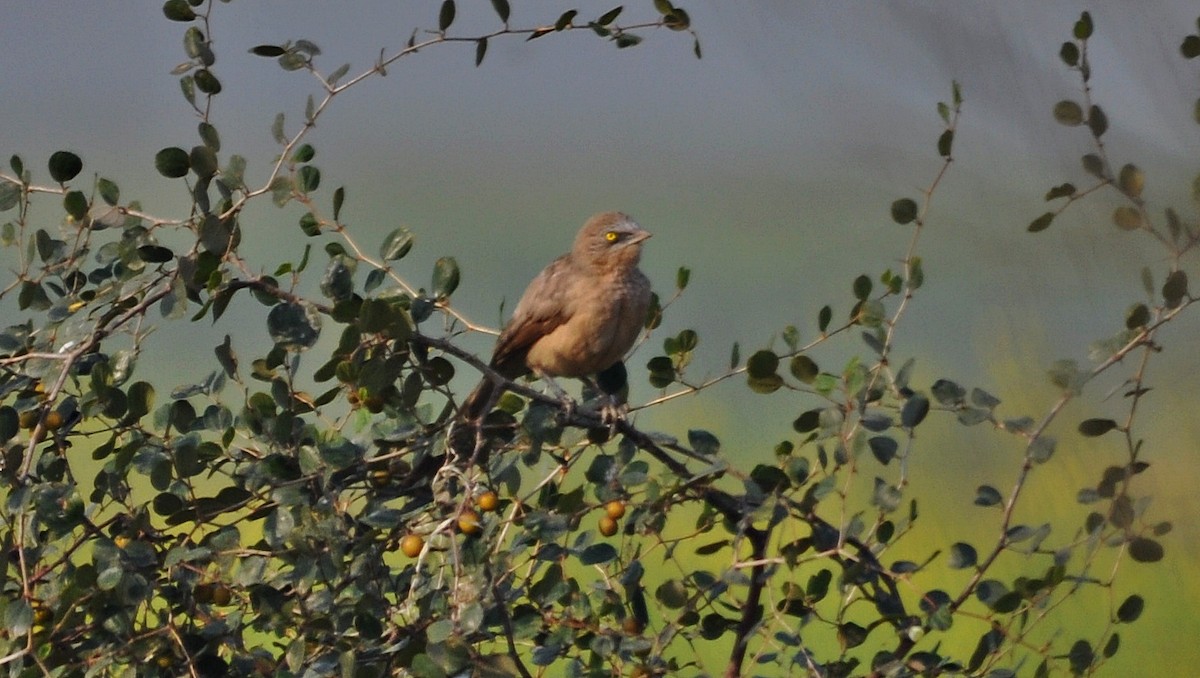 Large Gray Babbler - ML641905829