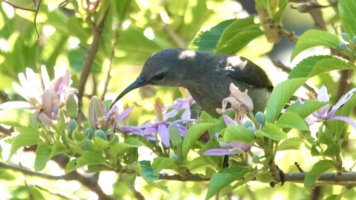 Mouse-colored Sunbird - ML641905830
