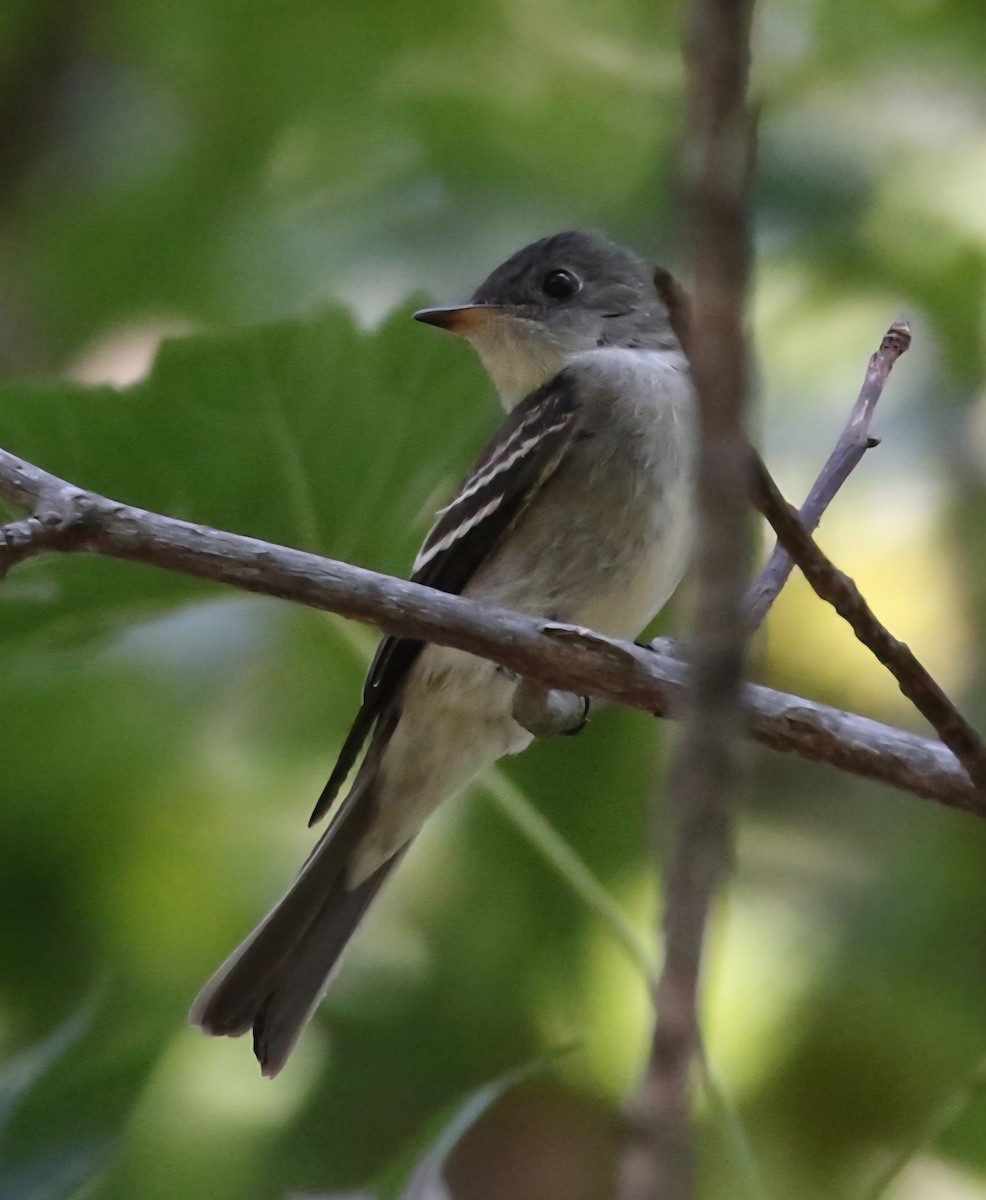 Eastern Wood-Pewee - ML641905831