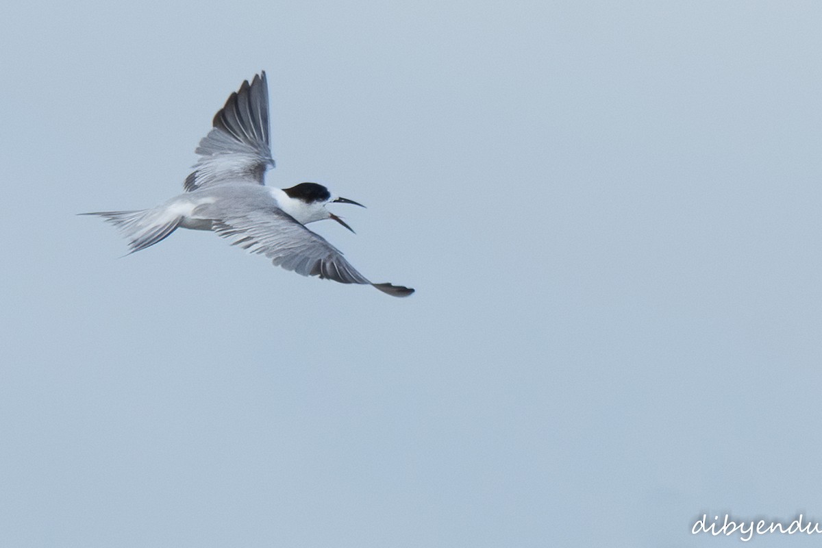 Common Tern - ML641905832