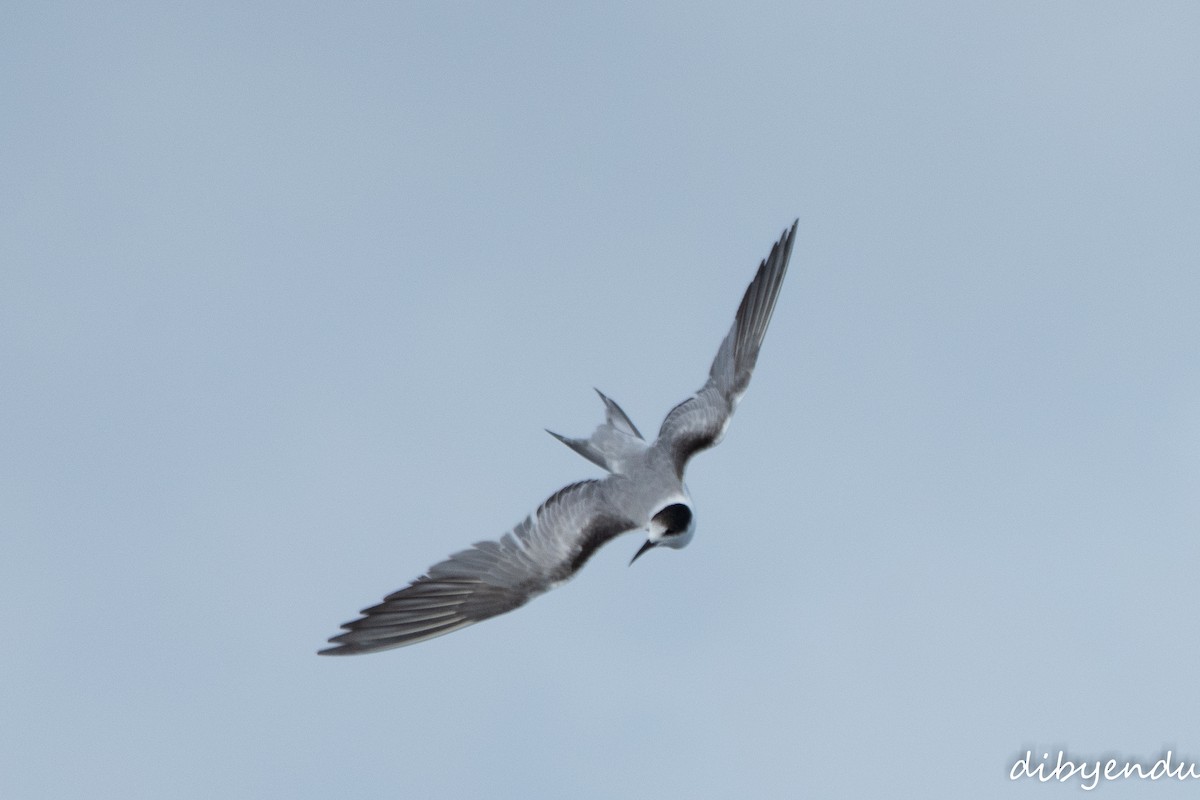 Common Tern - ML641905833