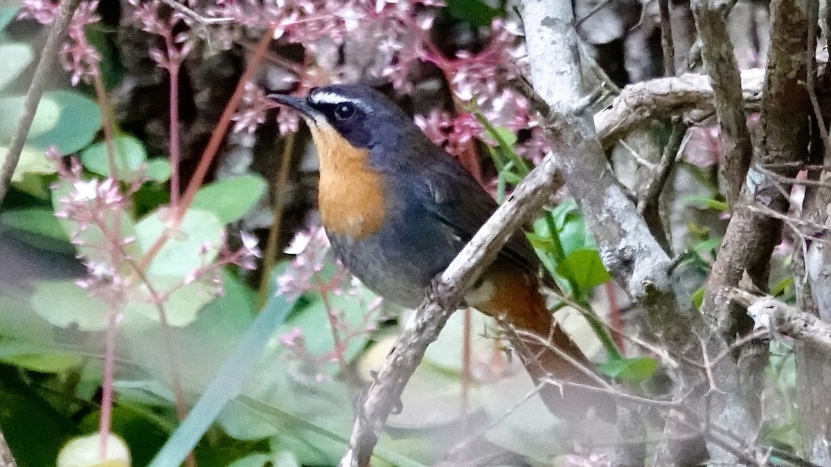 Cape Robin-Chat - ML641905834