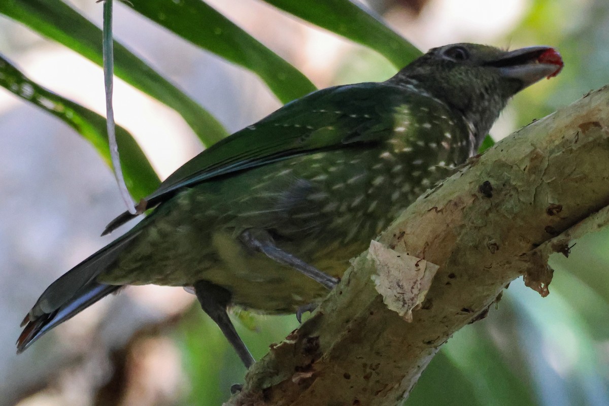 Green Catbird - ML641905835
