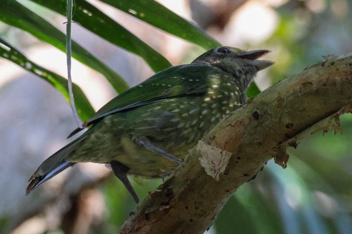 Green Catbird - ML641905836