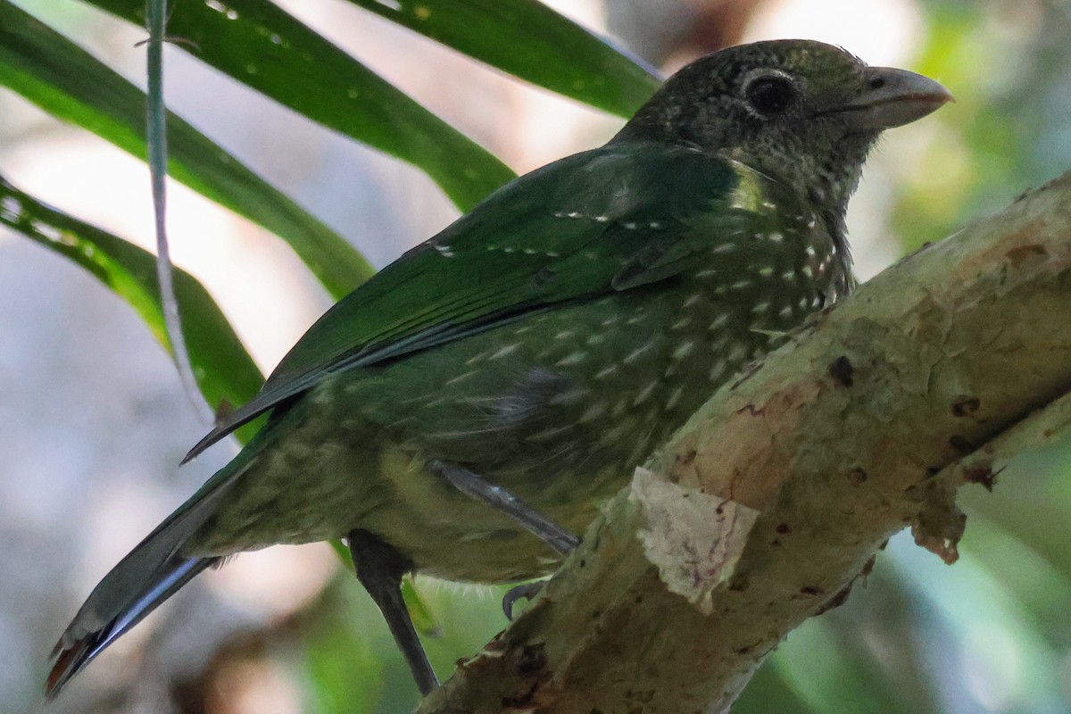 Green Catbird - ML641905837