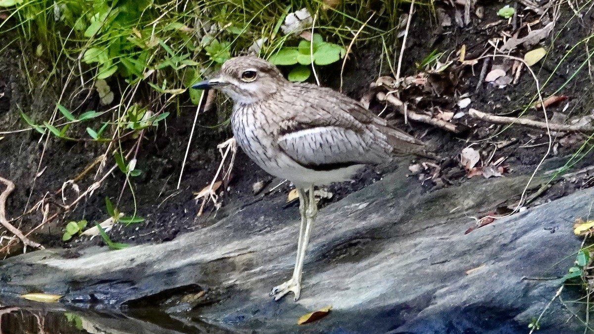 Water Thick-knee - ML641905838