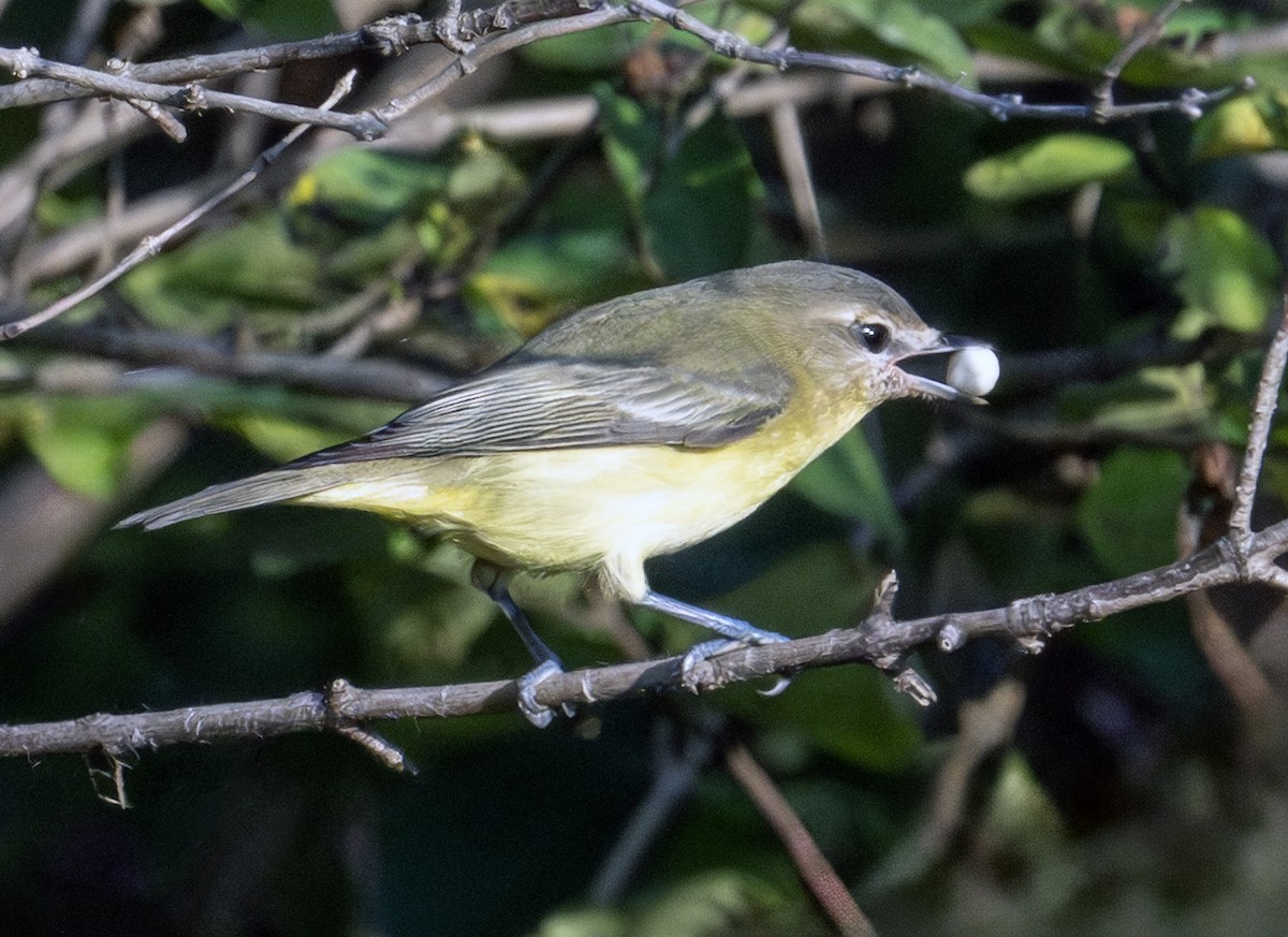Philadelphia Vireo - ML641905839