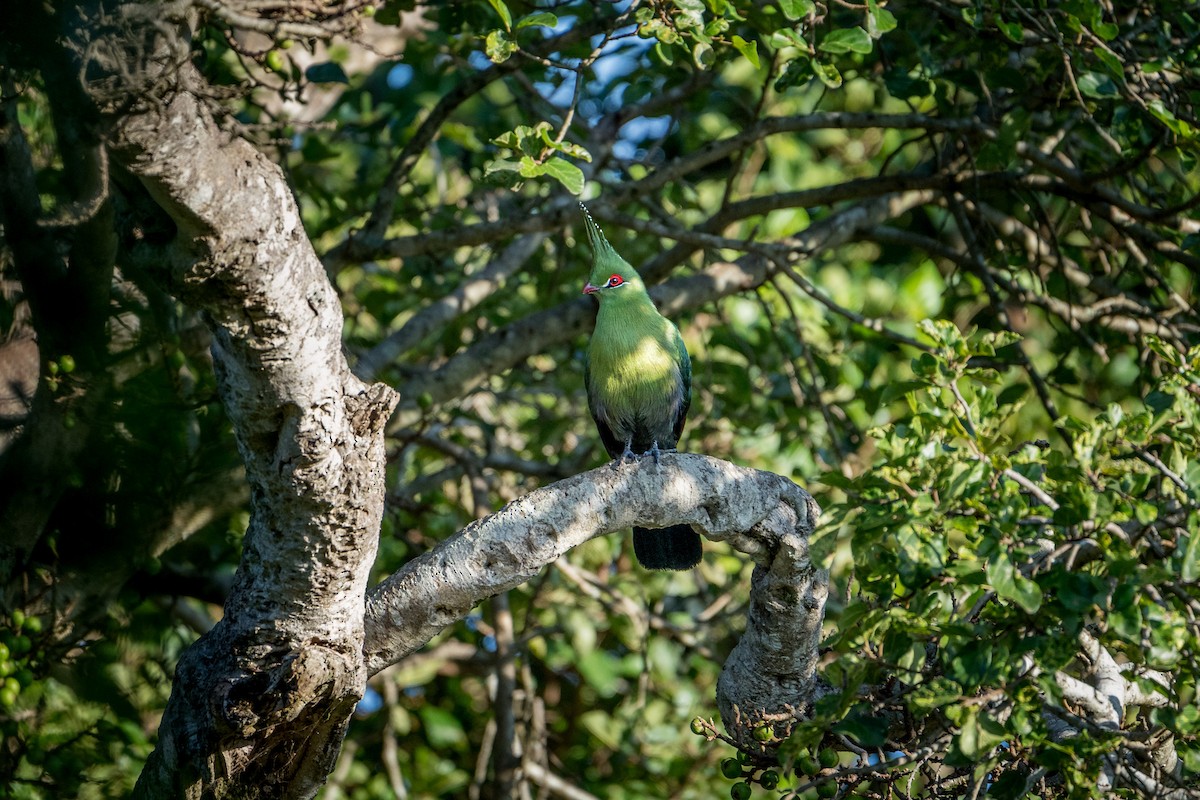 Schalow's Turaco - ML641905849