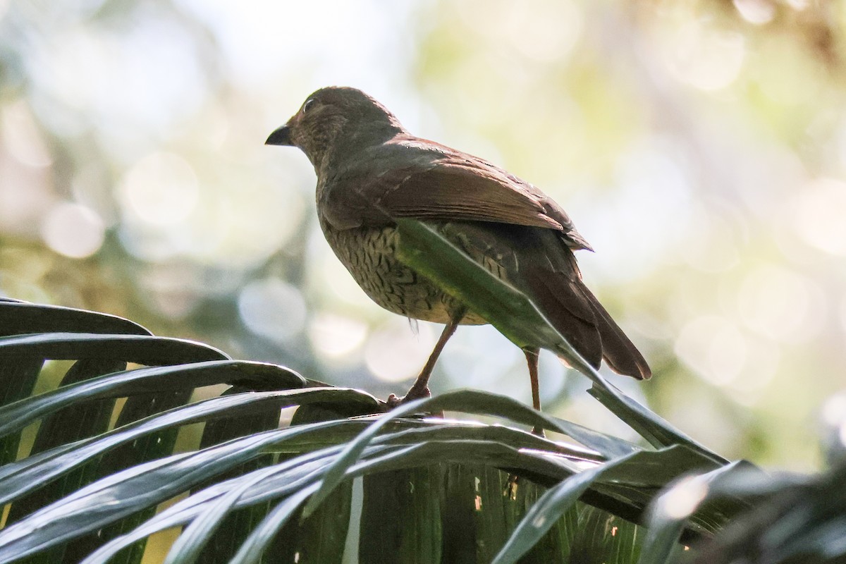 Satin Bowerbird - ML641905855