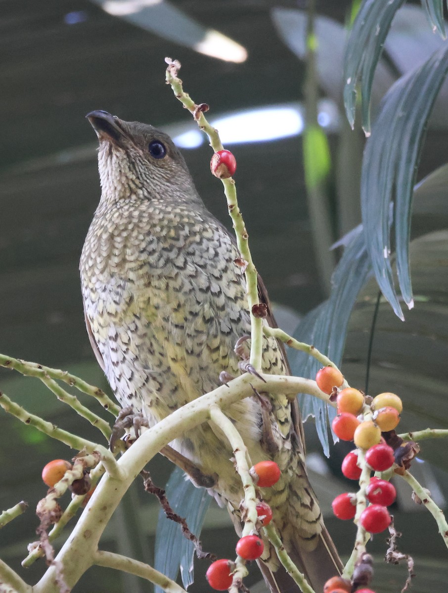 Regent Bowerbird - ML641905856