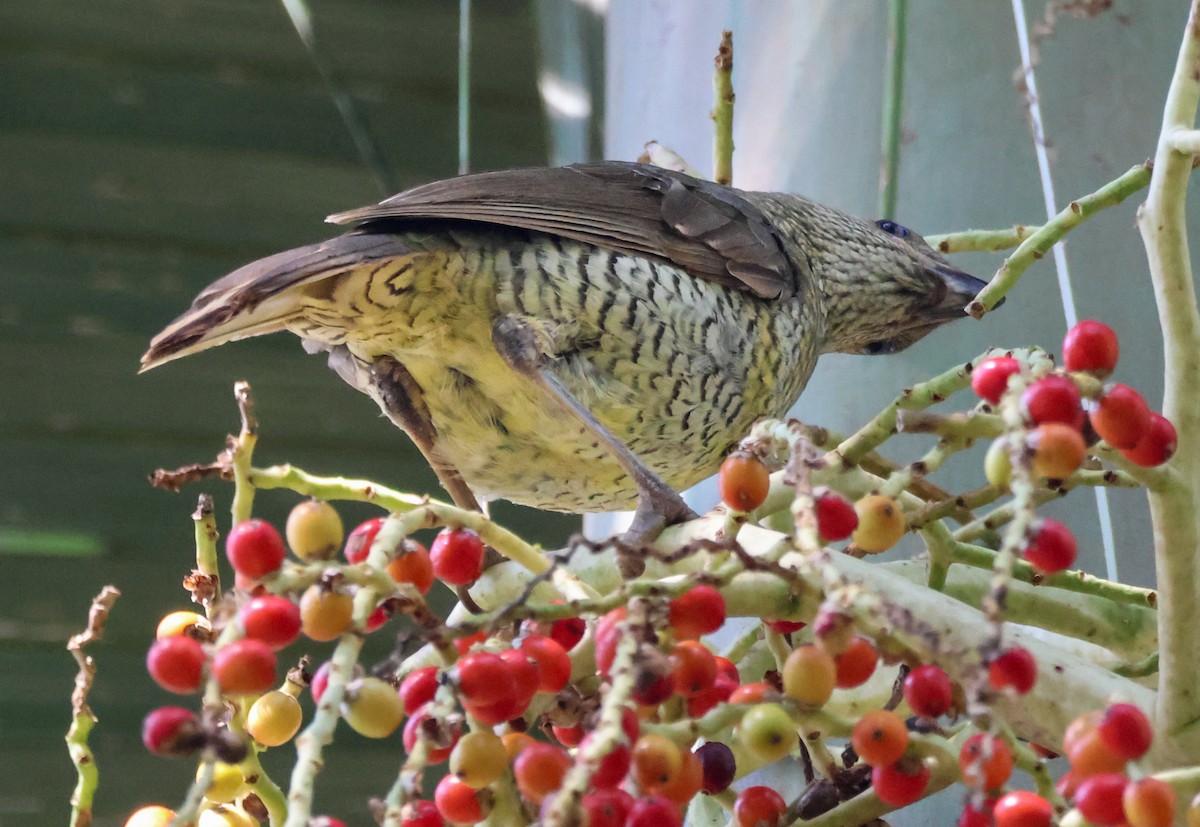 Regent Bowerbird - ML641905857