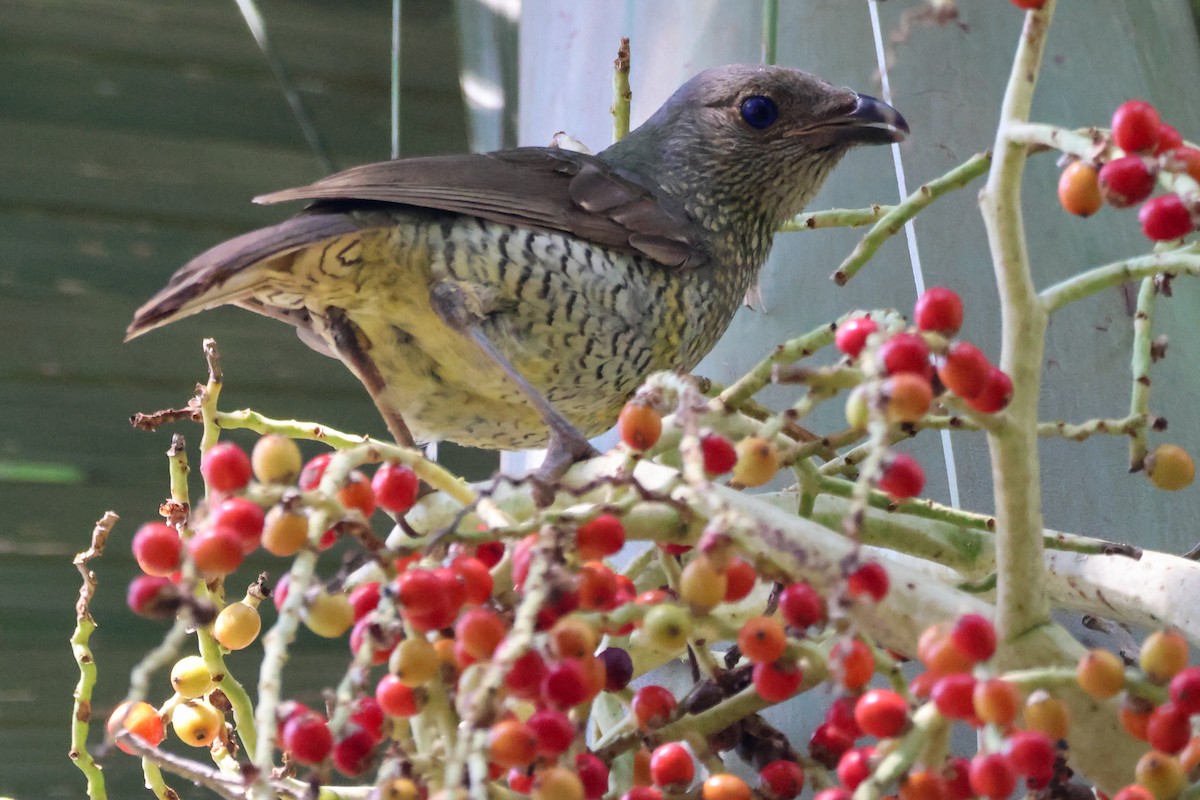 Regent Bowerbird - ML641905858