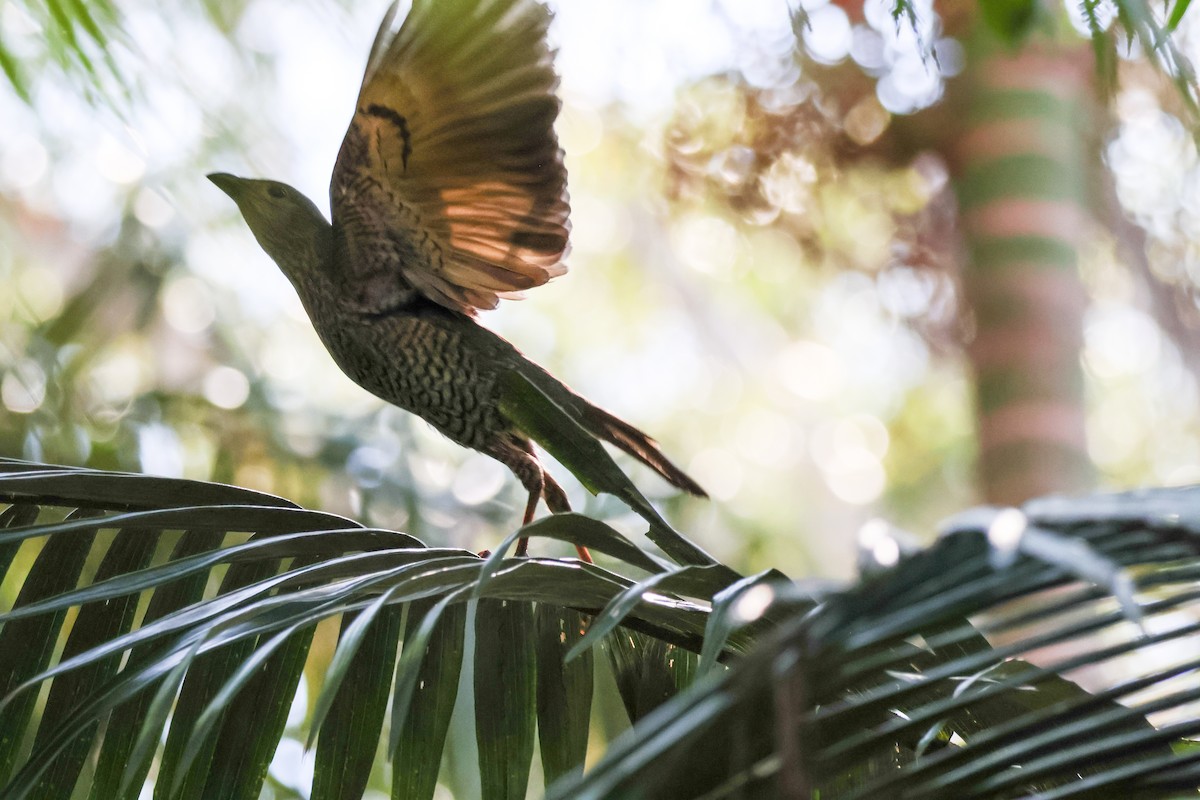 Regent Bowerbird - ML641905860
