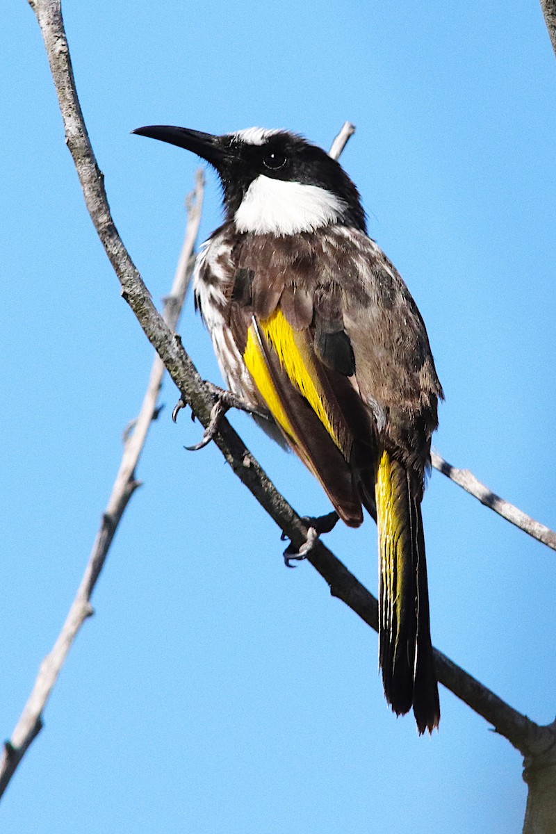 White-cheeked Honeyeater - ML641905865